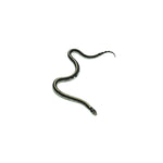 Desert Stripe California Kingsnake