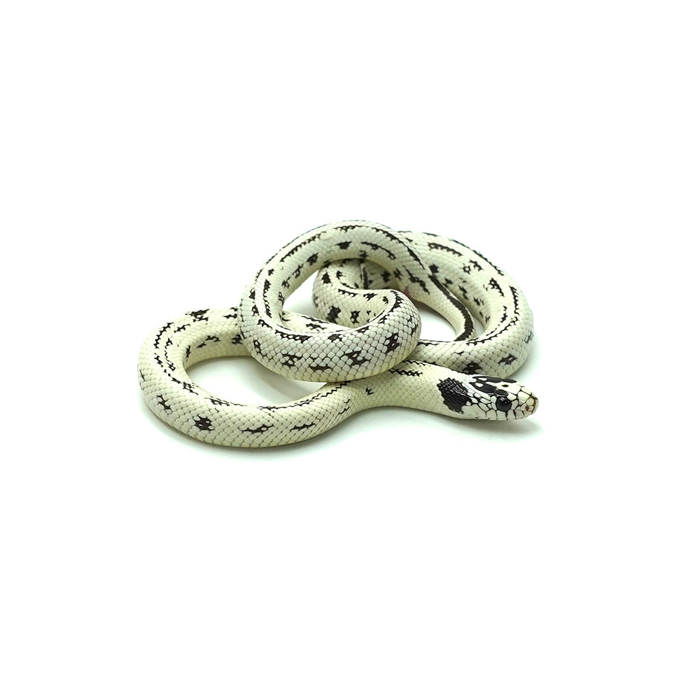 High White California Kingsnake
