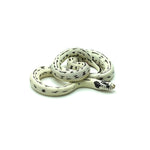 High White California Kingsnake