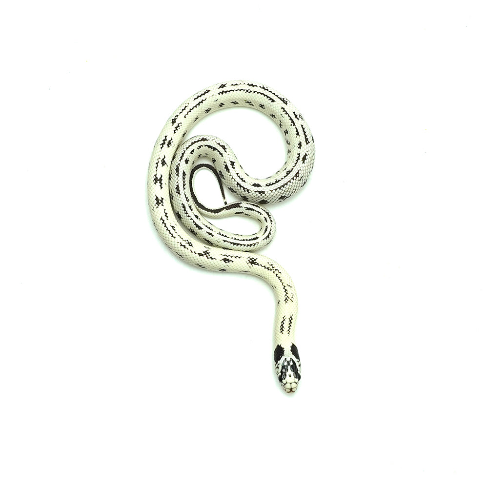 High White California Kingsnake