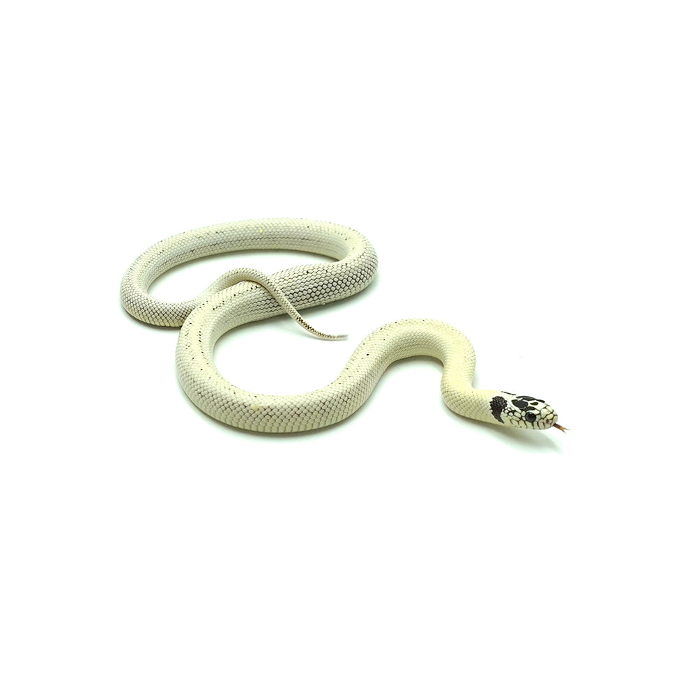 High White California Kingsnake