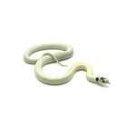 High White California Kingsnake