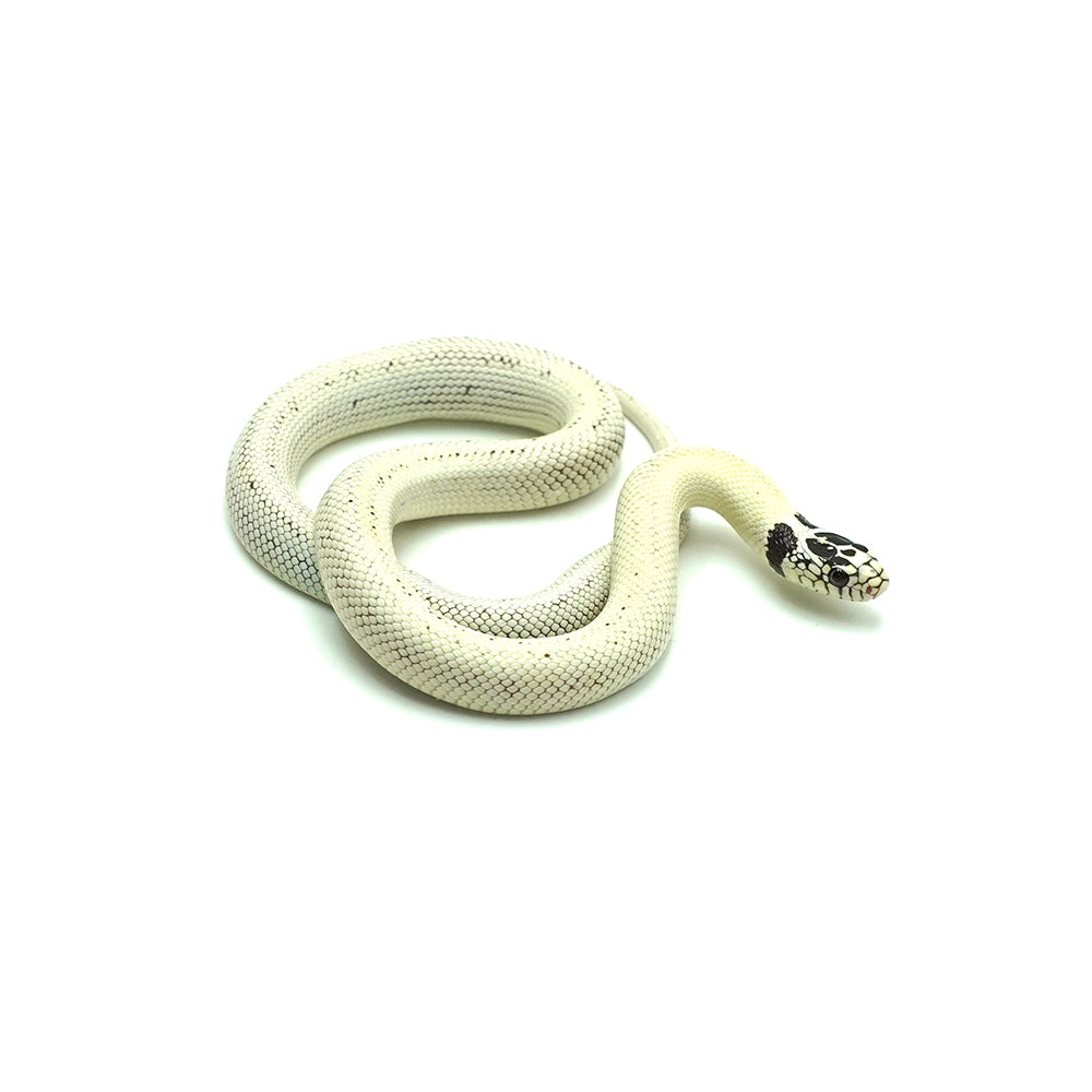 High White California Kingsnake