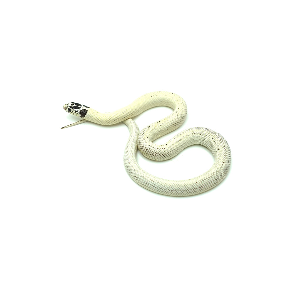 High White California Kingsnake