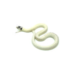 High White California Kingsnake