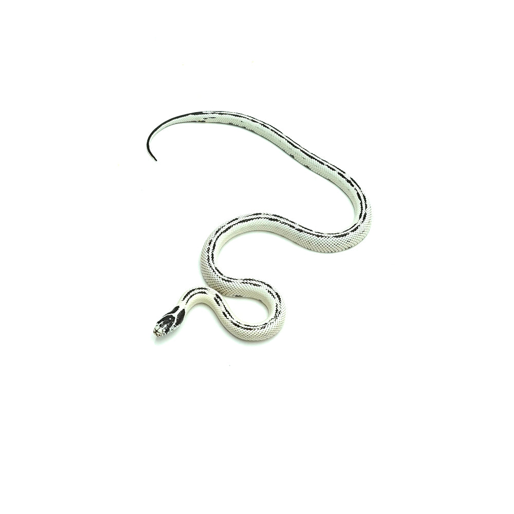 High White California Kingsnake