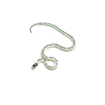 High White California Kingsnake