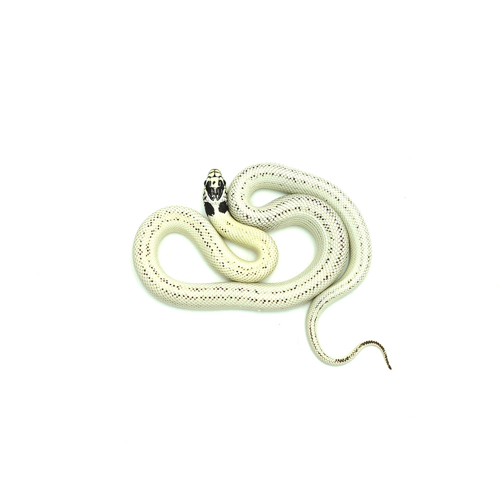 High White California Kingsnake