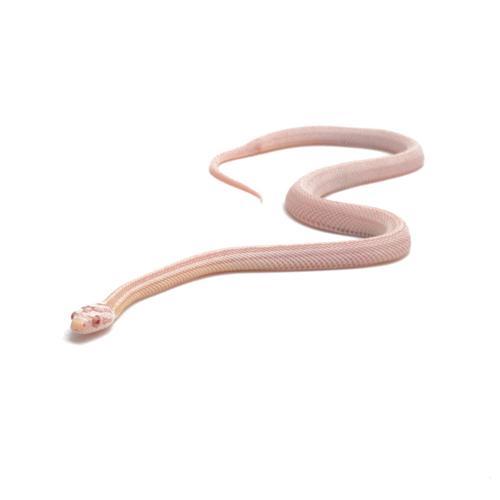 Snow Stripe Corn Snake