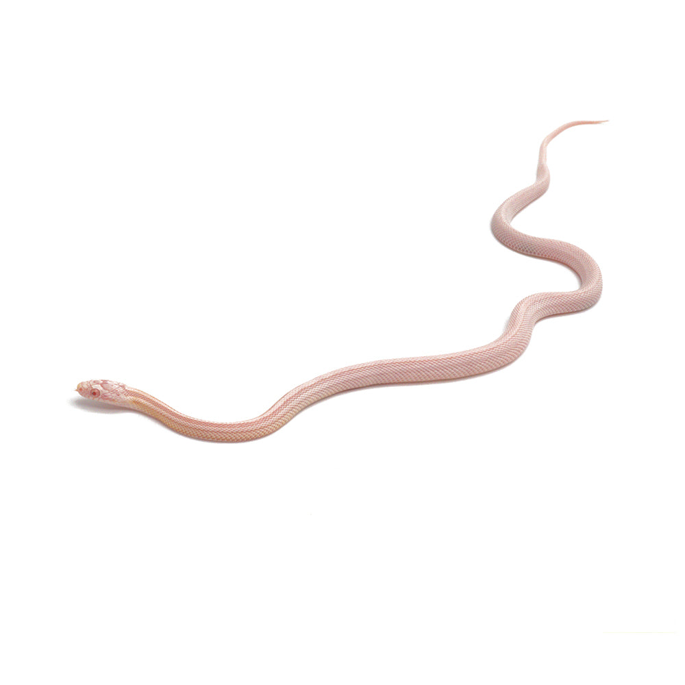 Snow Stripe Corn Snake