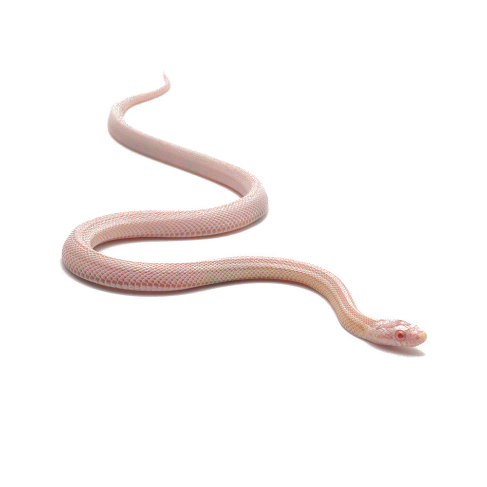 Snow Stripe Corn Snake