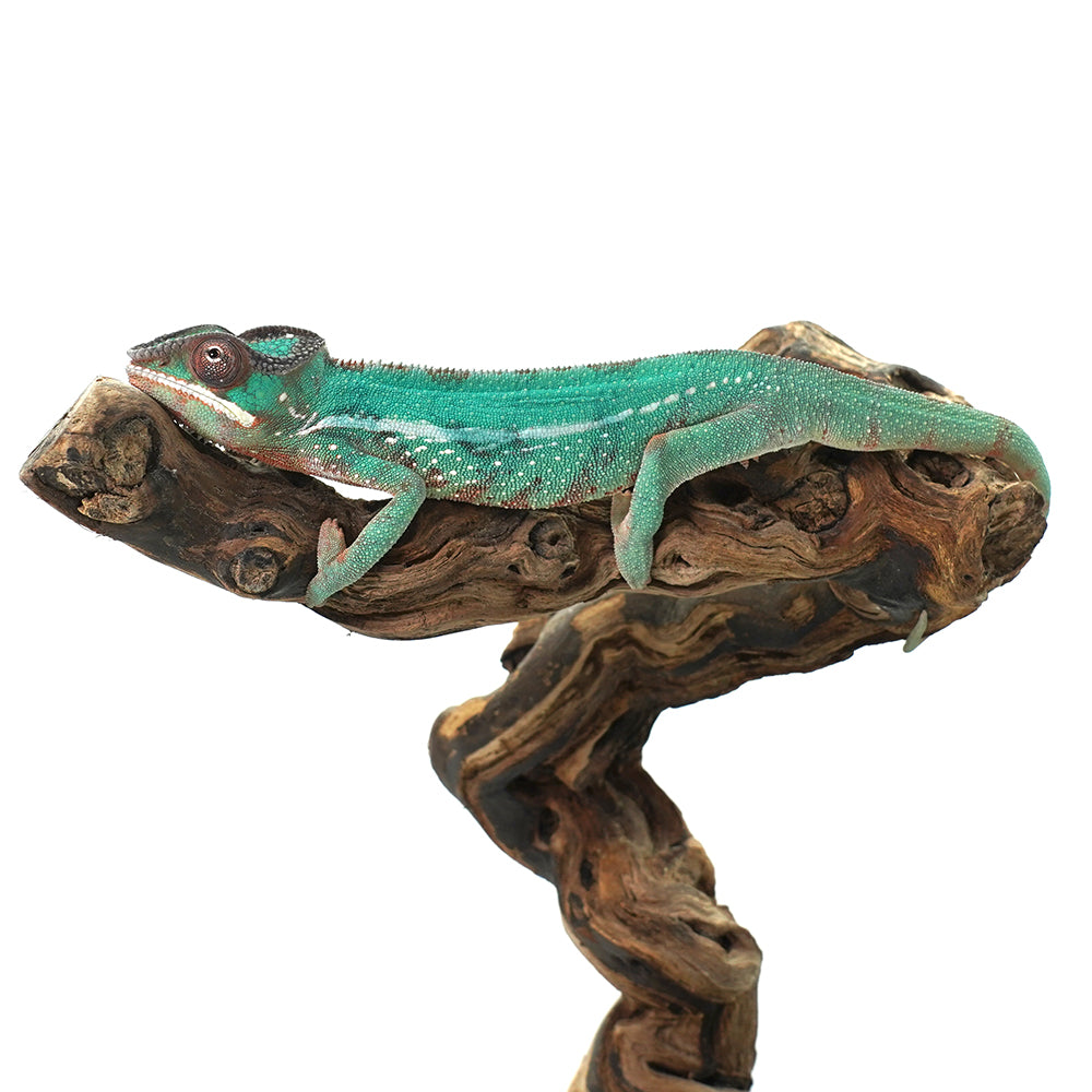 Nosy Misto Panther Chameleon