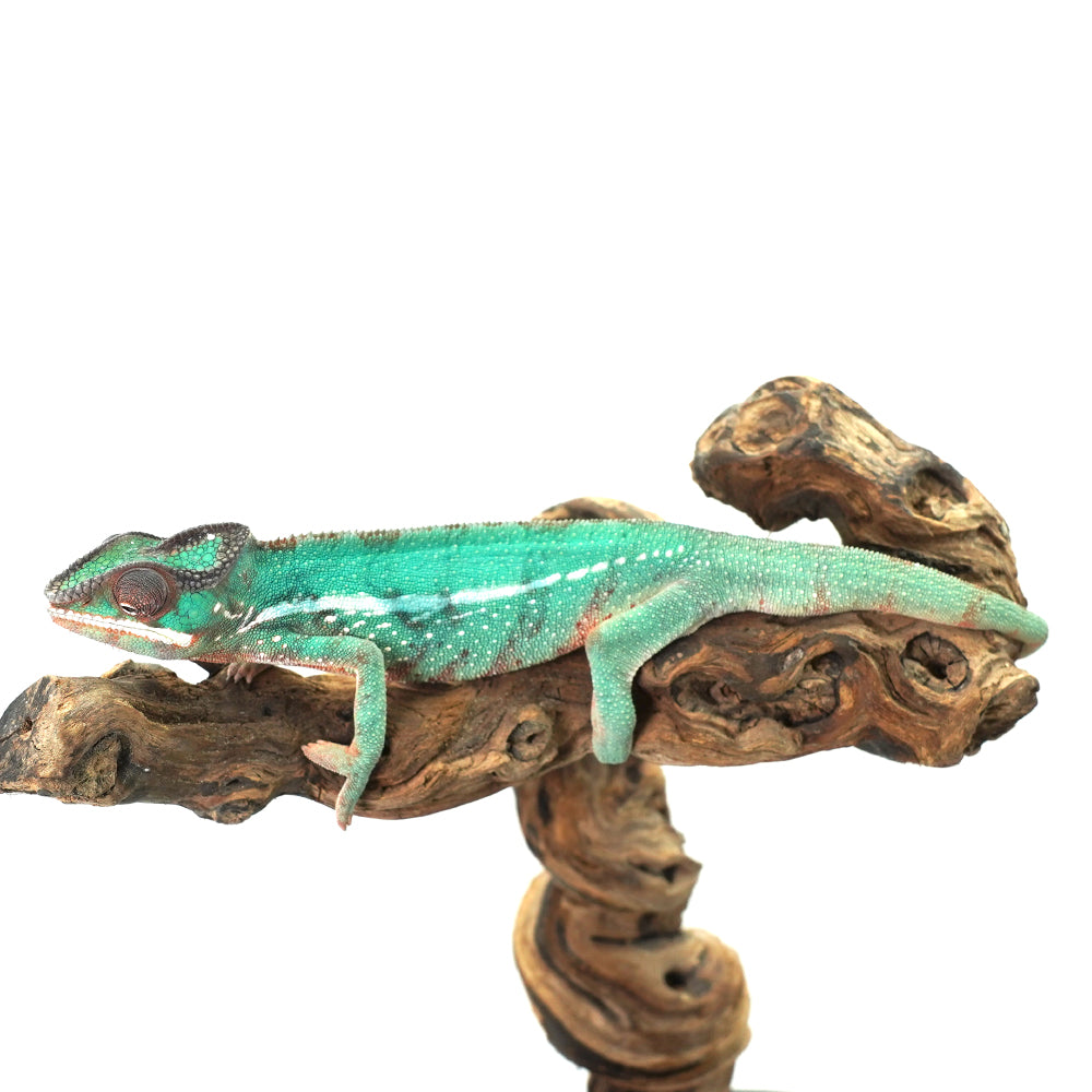 Nosy Misto Panther Chameleon