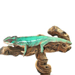 Nosy Misto Panther Chameleon