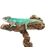 Nosy Misto Panther Chameleon