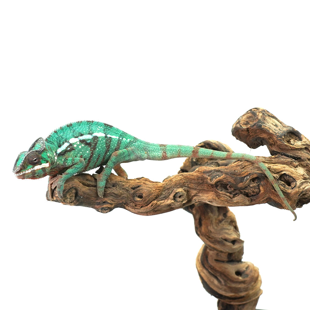 Nosy Misto Panther Chameleon