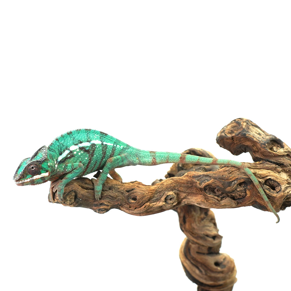 Nosy Misto Panther Chameleon