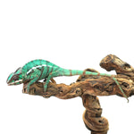 Nosy Misto Panther Chameleon