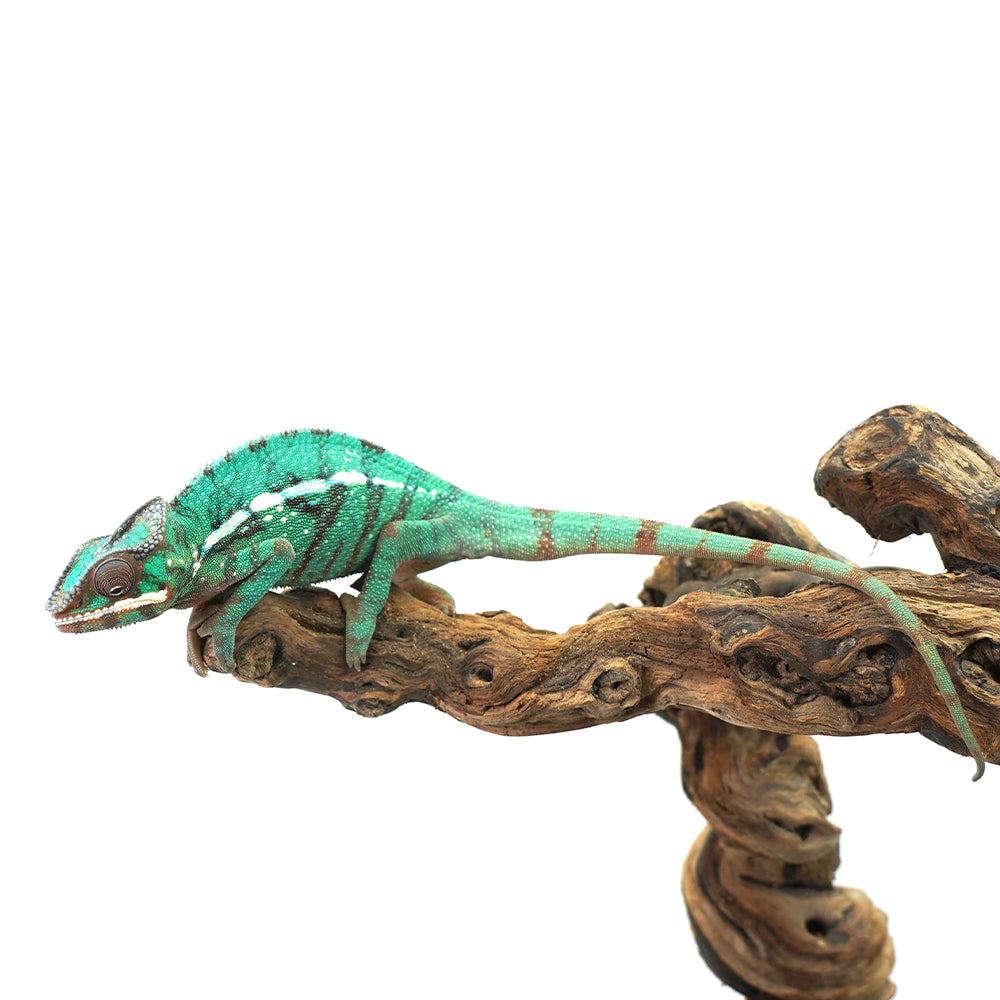 Nosy Misto Panther Chameleon