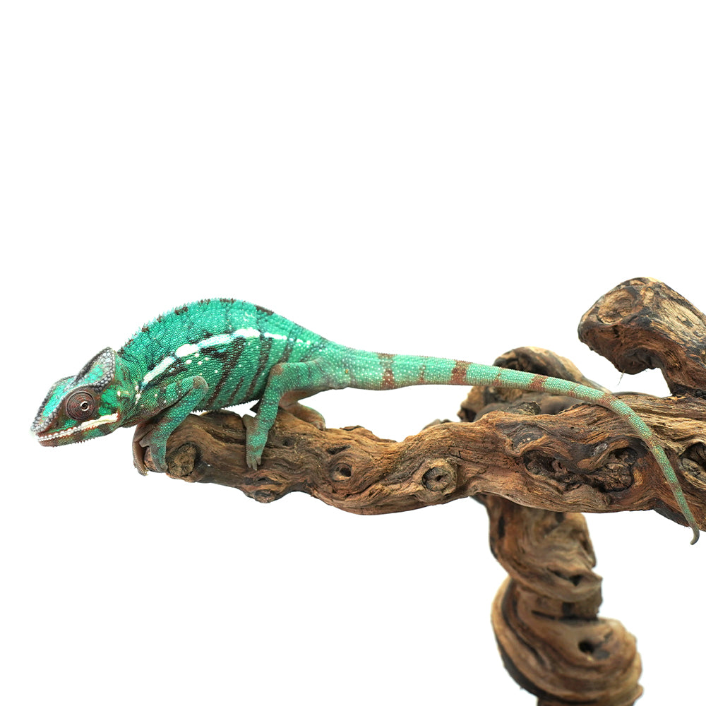 Nosy Misto Panther Chameleon