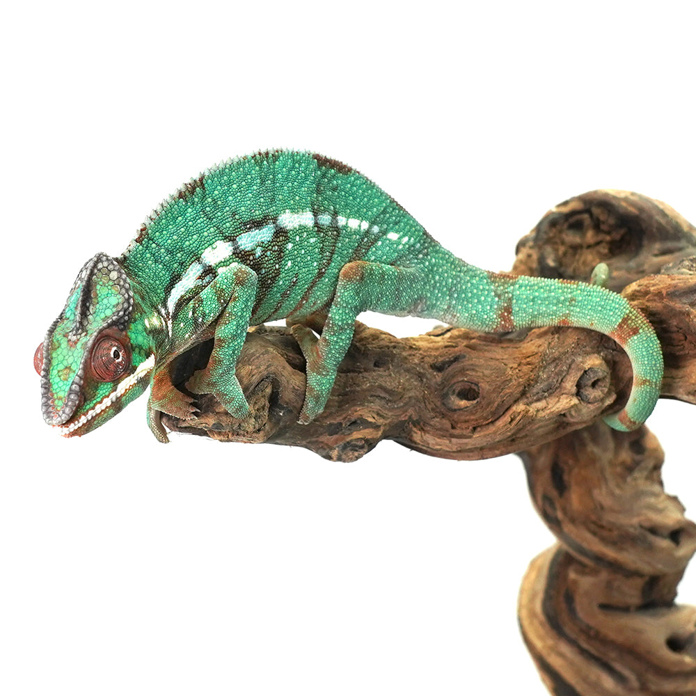 Nosy Misto Panther Chameleon