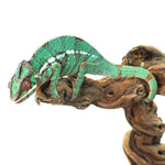 Nosy Misto Panther Chameleon