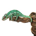 Nosy Misto Panther Chameleon