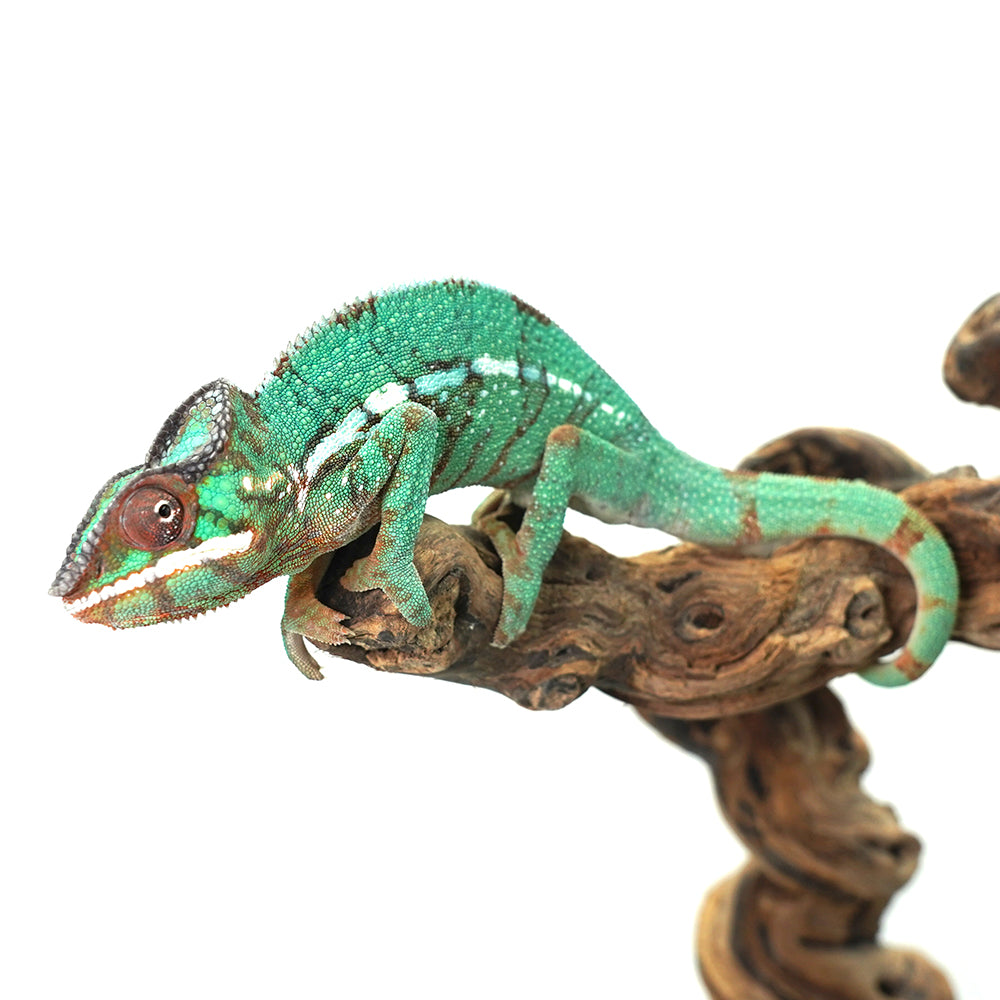 Nosy Misto Panther Chameleon