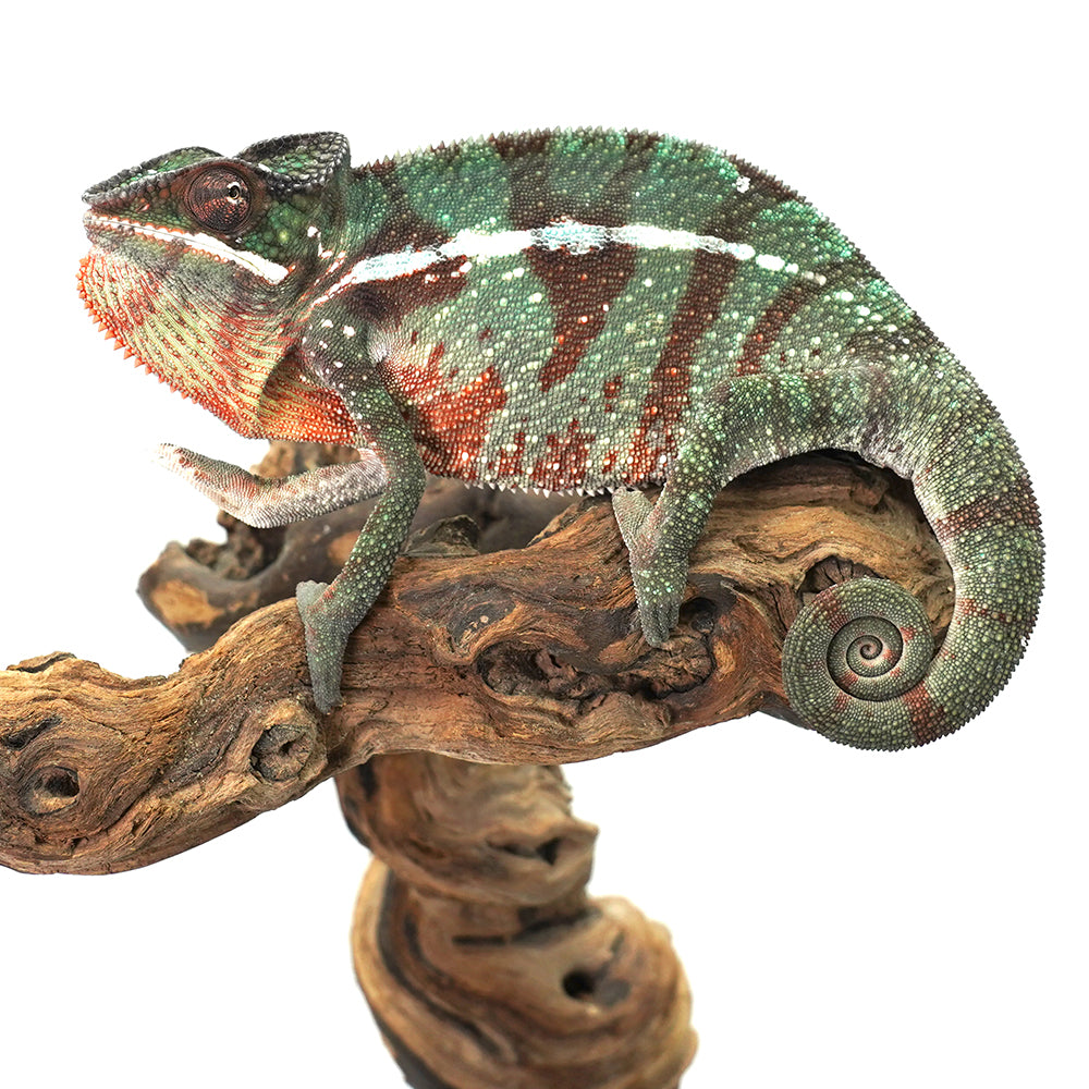 Nosy Misto Panther Chameleon