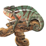 Nosy Misto Panther Chameleon