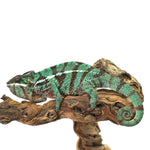 Nosy Misto Panther Chameleon