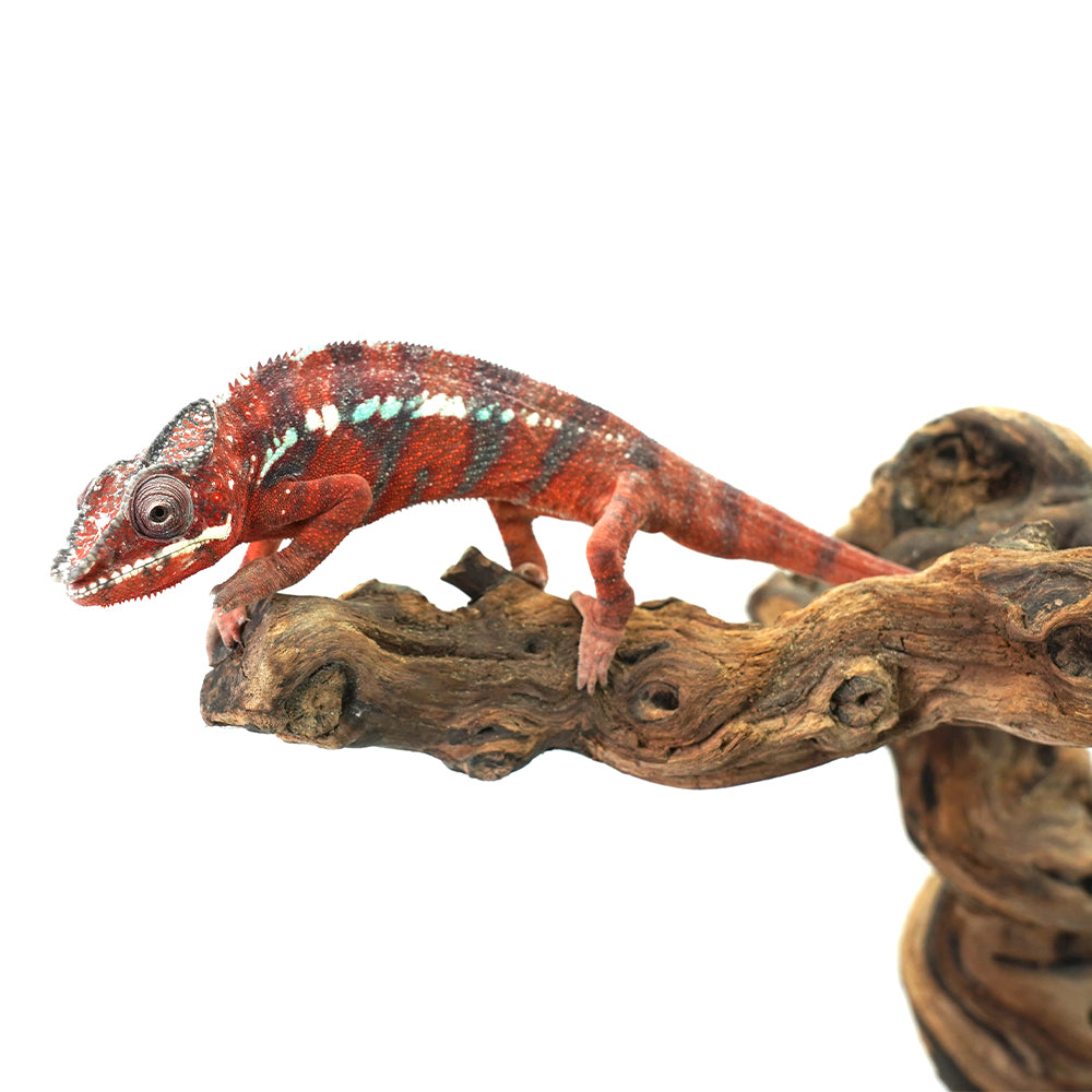 Ambanja Blue Panther Chameleon