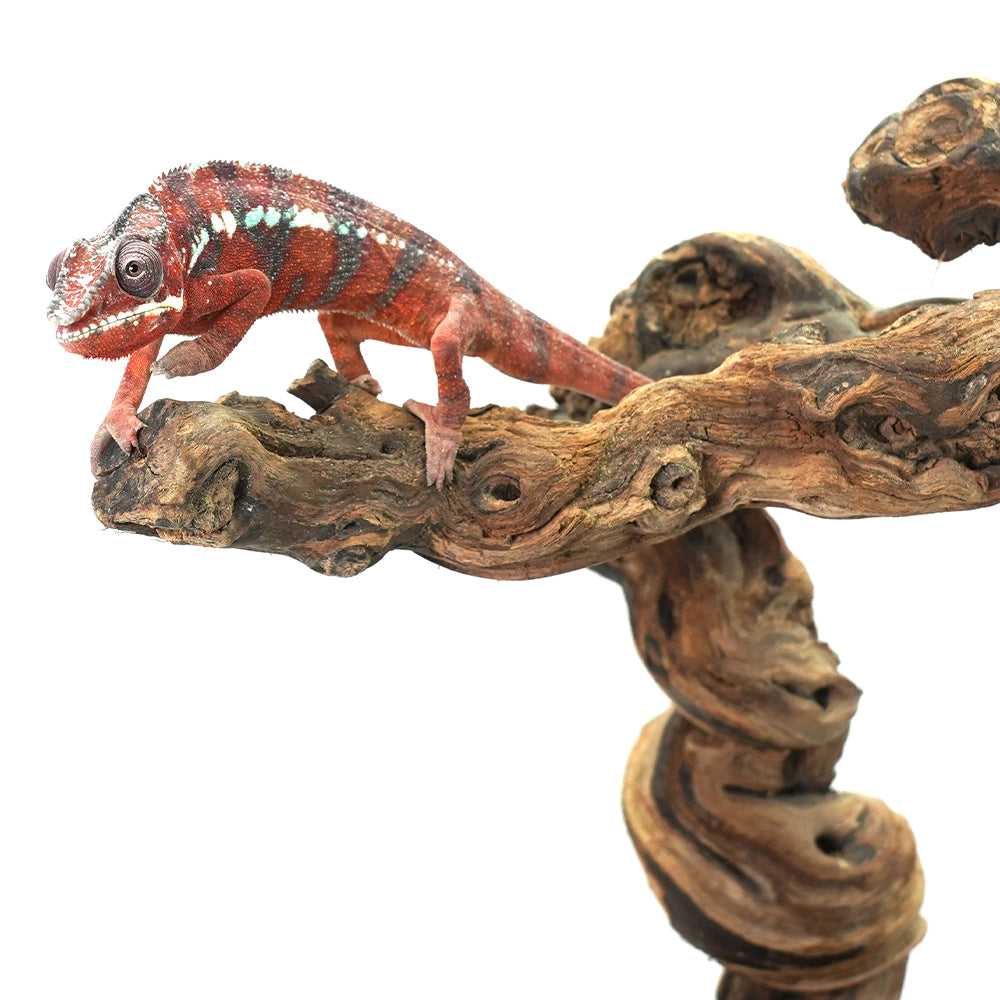 Ambanja Blue Panther Chameleon