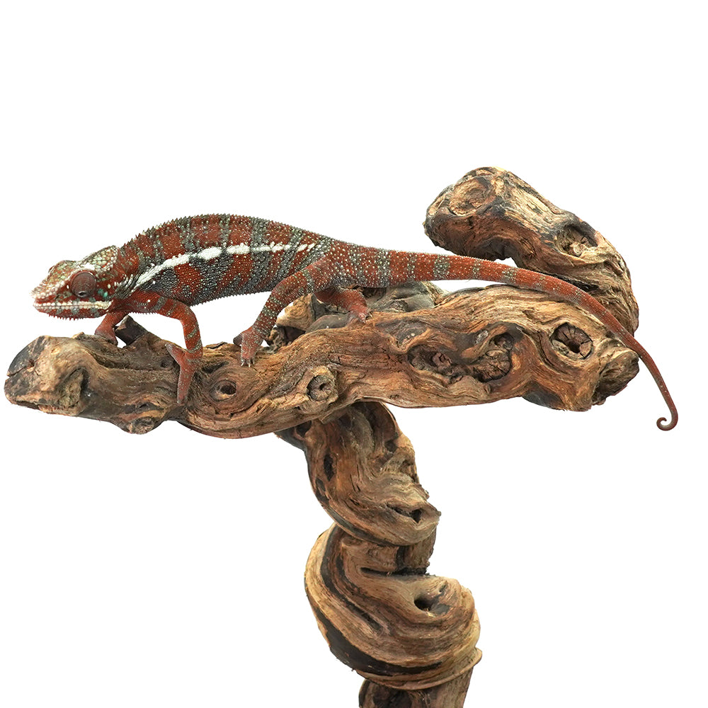 Ambanja Blue Panther Chameleon