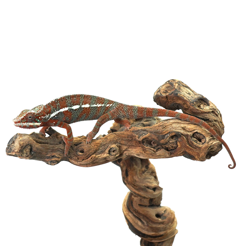 Ambanja Blue Panther Chameleon