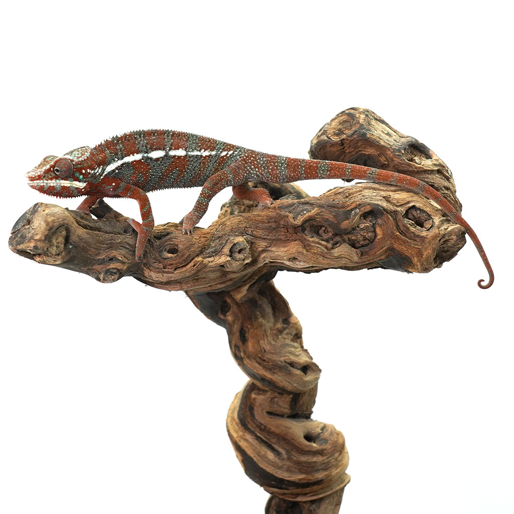 Ambanja Blue Panther Chameleon