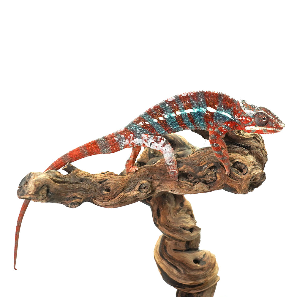 Ambanja Blue Panther Chameleon