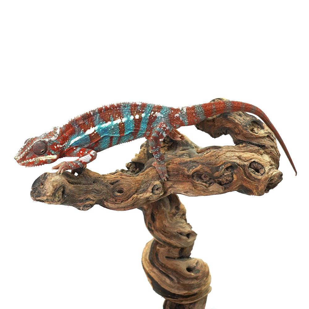 Ambanja Blue Panther Chameleon