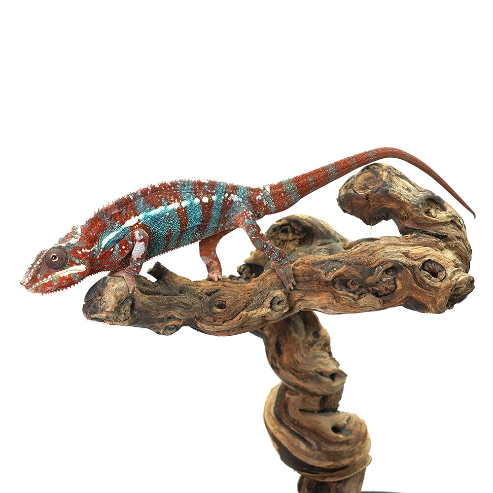 Ambanja Blue Panther Chameleon