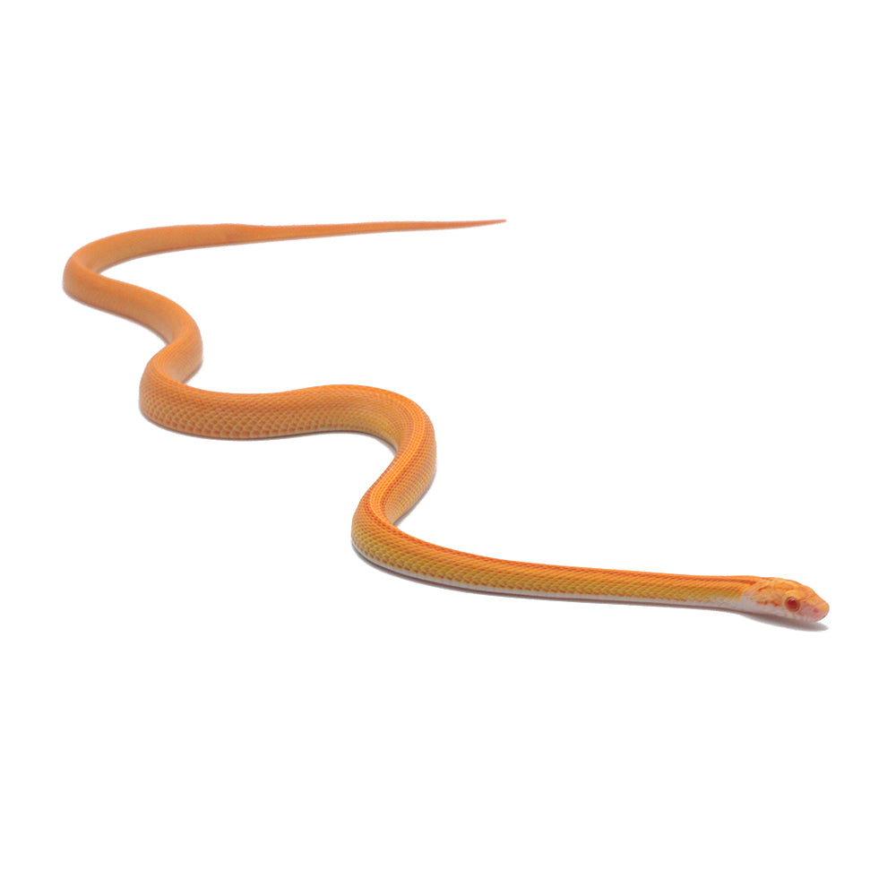 Albino Reverse Stripe Corn Snake