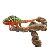 Ambilobe Panther Chameleon