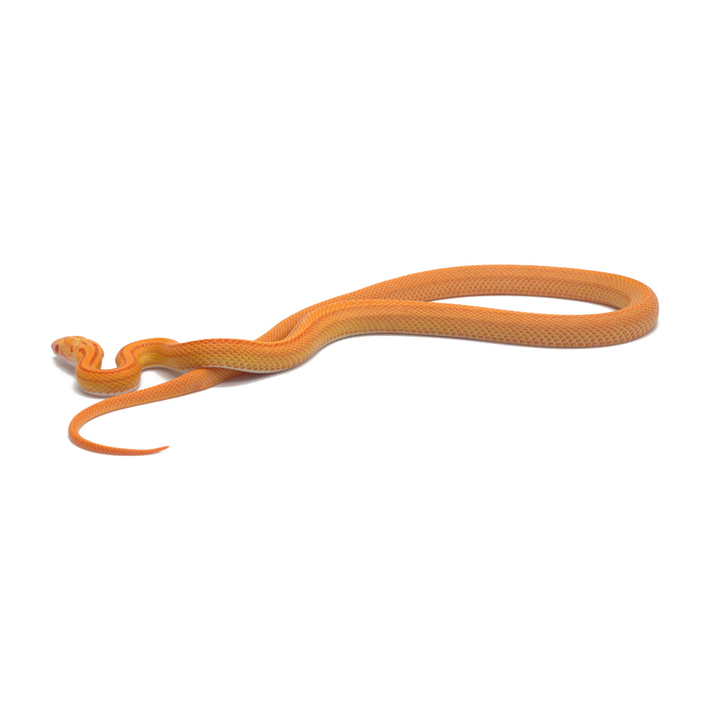Albino Reverse Stripe Corn Snake