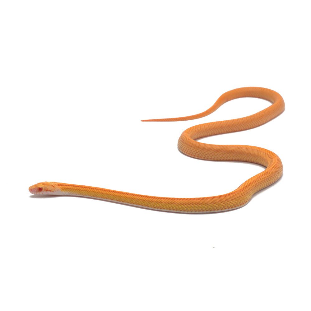 Albino Reverse Stripe Corn Snake