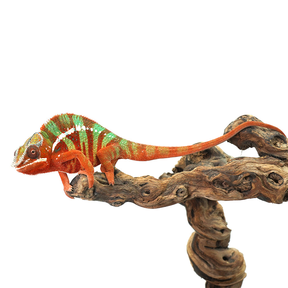 Ambilobe Panther Chameleon