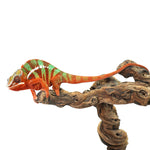 Ambilobe Panther Chameleon