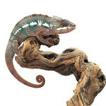 Ambilobe Panther Chameleon