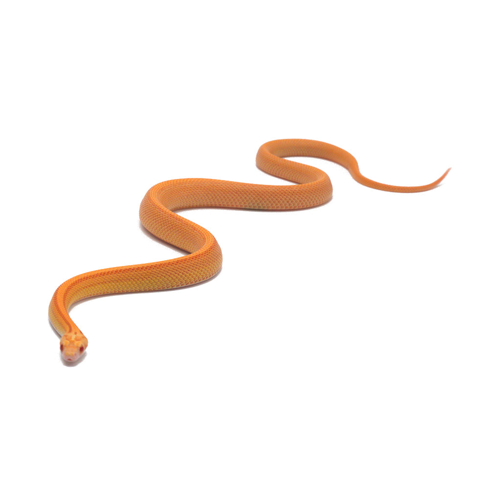 Albino Reverse Stripe Corn Snake