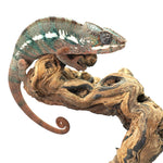 Ambilobe Panther Chameleon