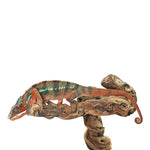 Ambilobe Panther Chameleon