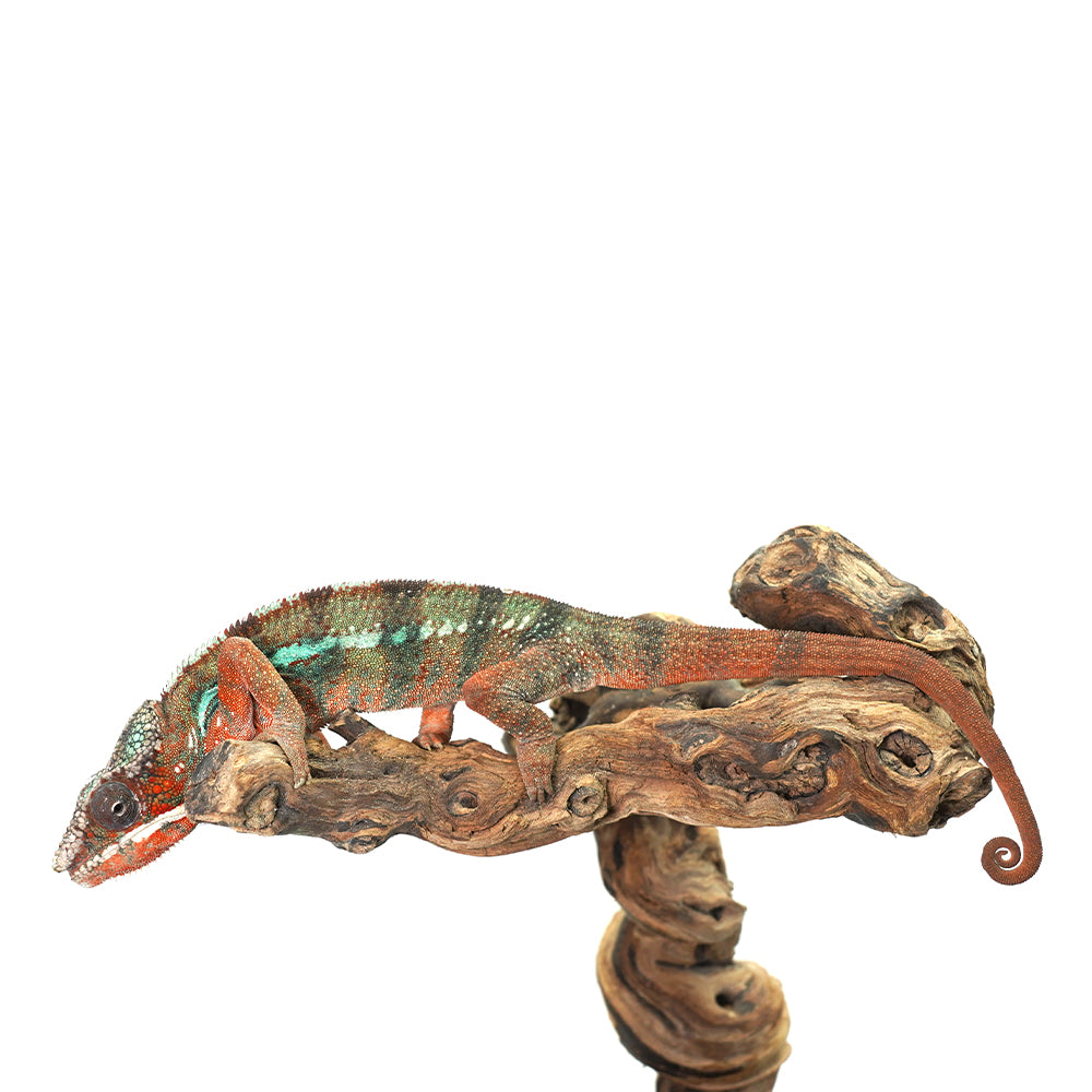 Ambilobe Panther Chameleon